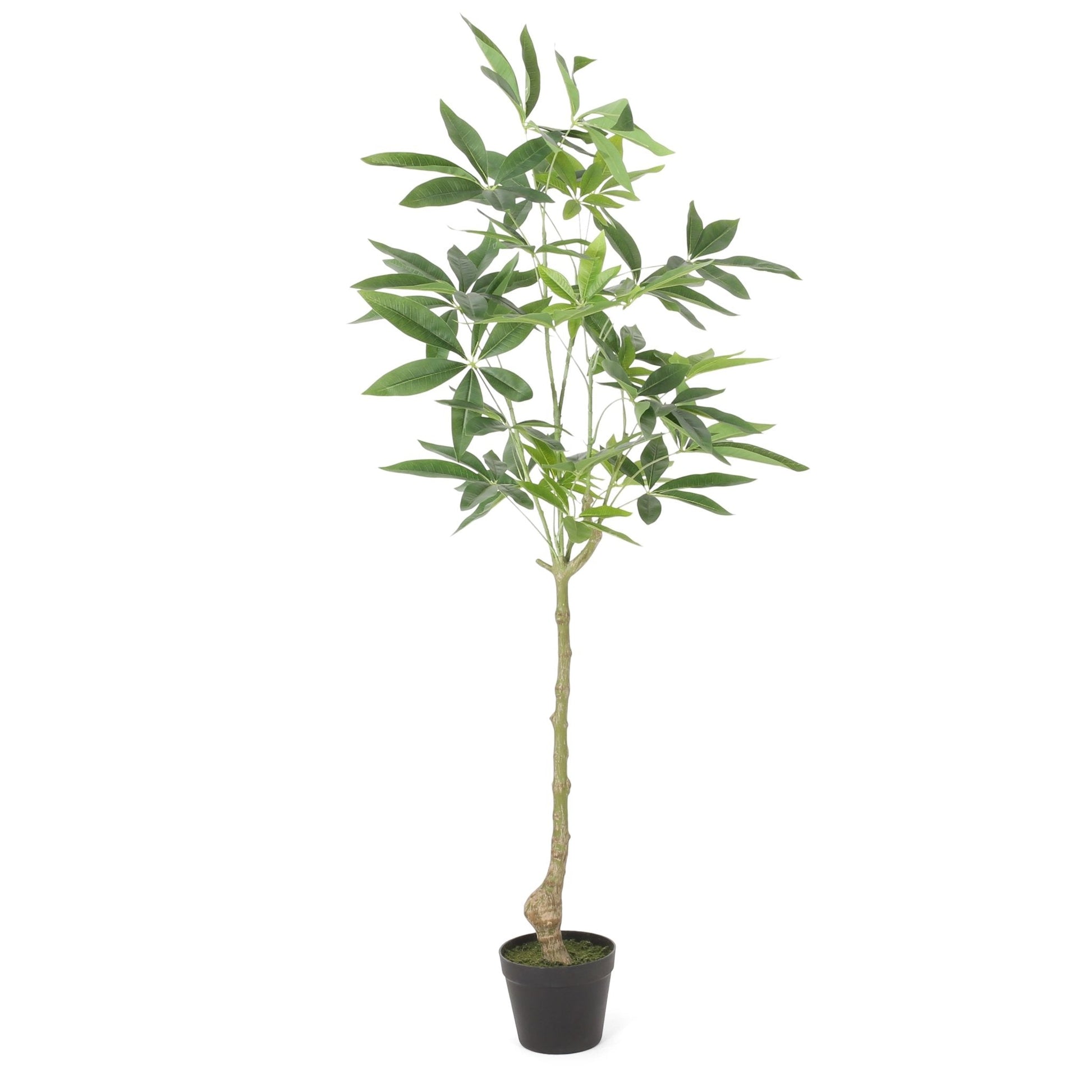120CM ARTIFICIAL PACHIRA MACROCARPA - Tuesday Morning - Faux Trees
