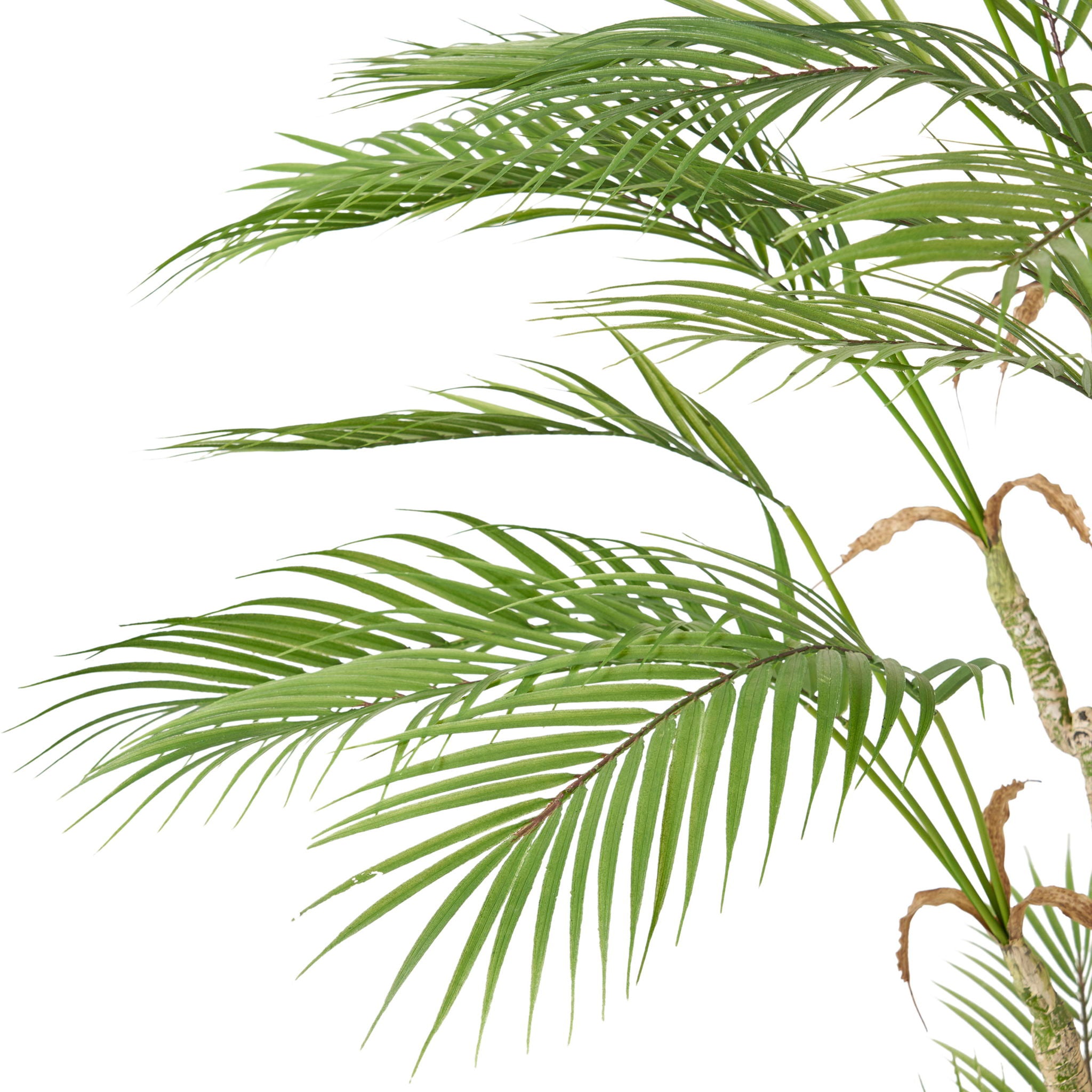 Artificial Palm Tree