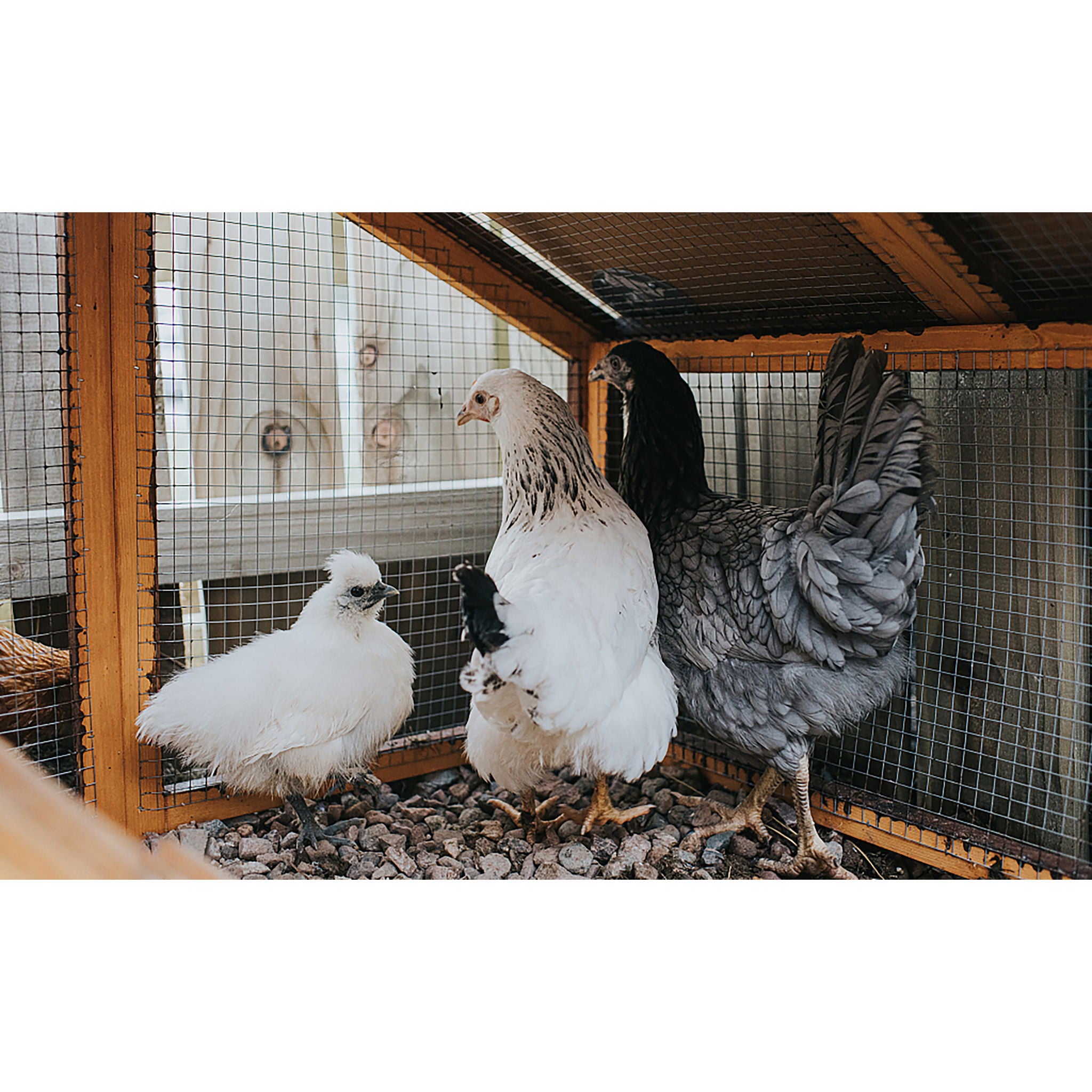 Galvanized Hardware Cloth, Chicken Wire Fence Roll For Garden And Animal Enclosures - Silver