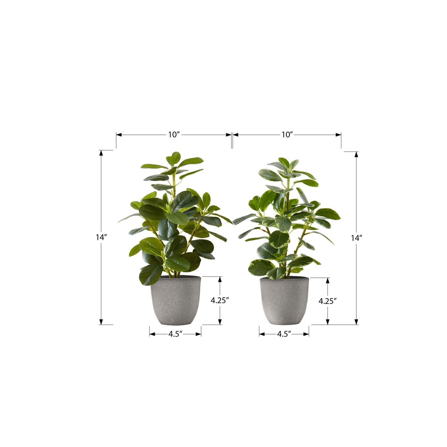 Artificial Ficus Elastica Plant (Set of 2)
