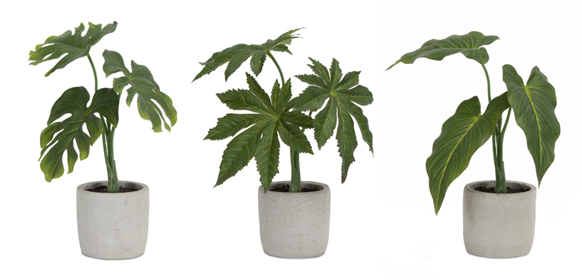 Assorted Foliage Plant in Grey Pot (Set of 6)