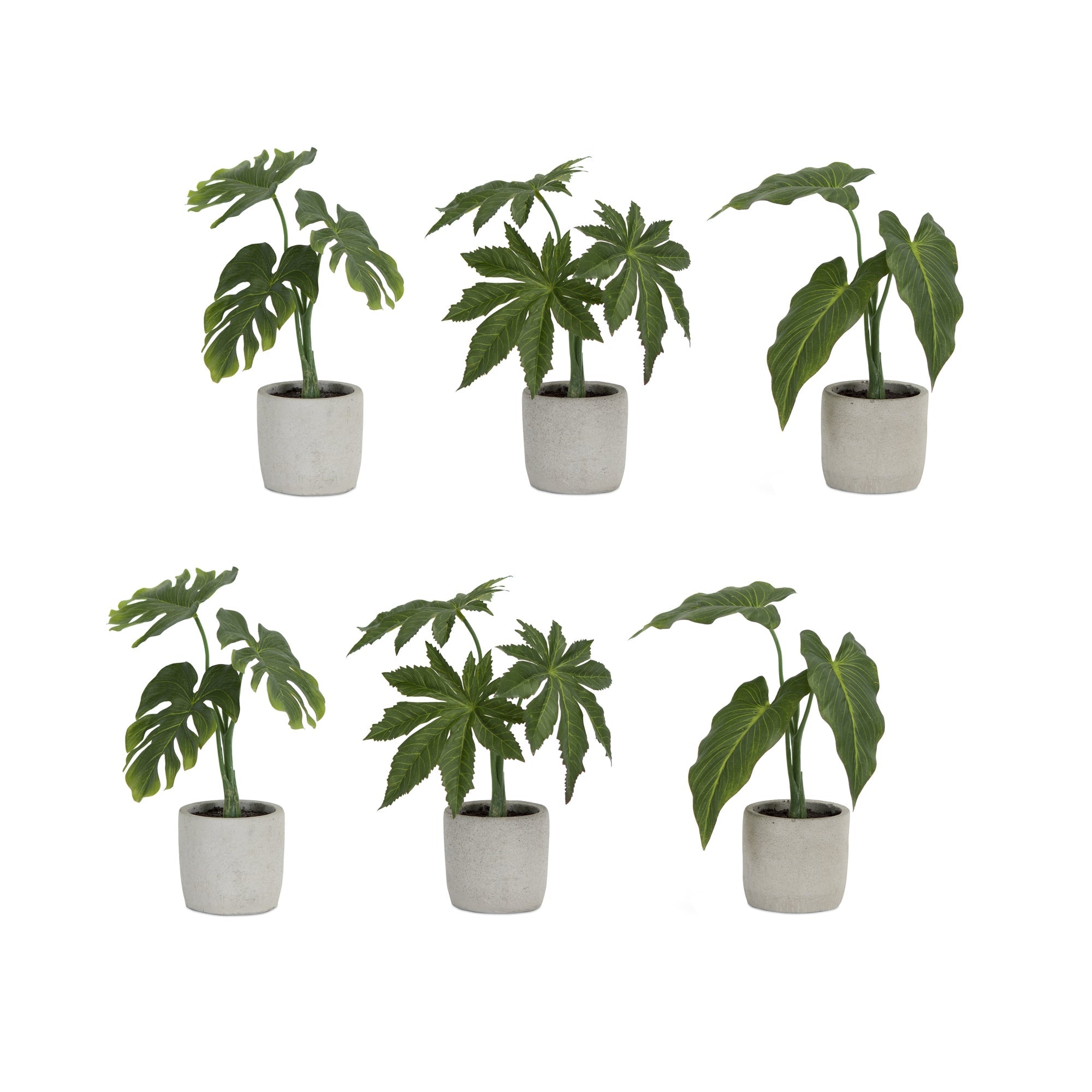 Assorted-Foliage-Plant-in-Grey-Pot-(Set-of-6)-Pots-&-Planters
