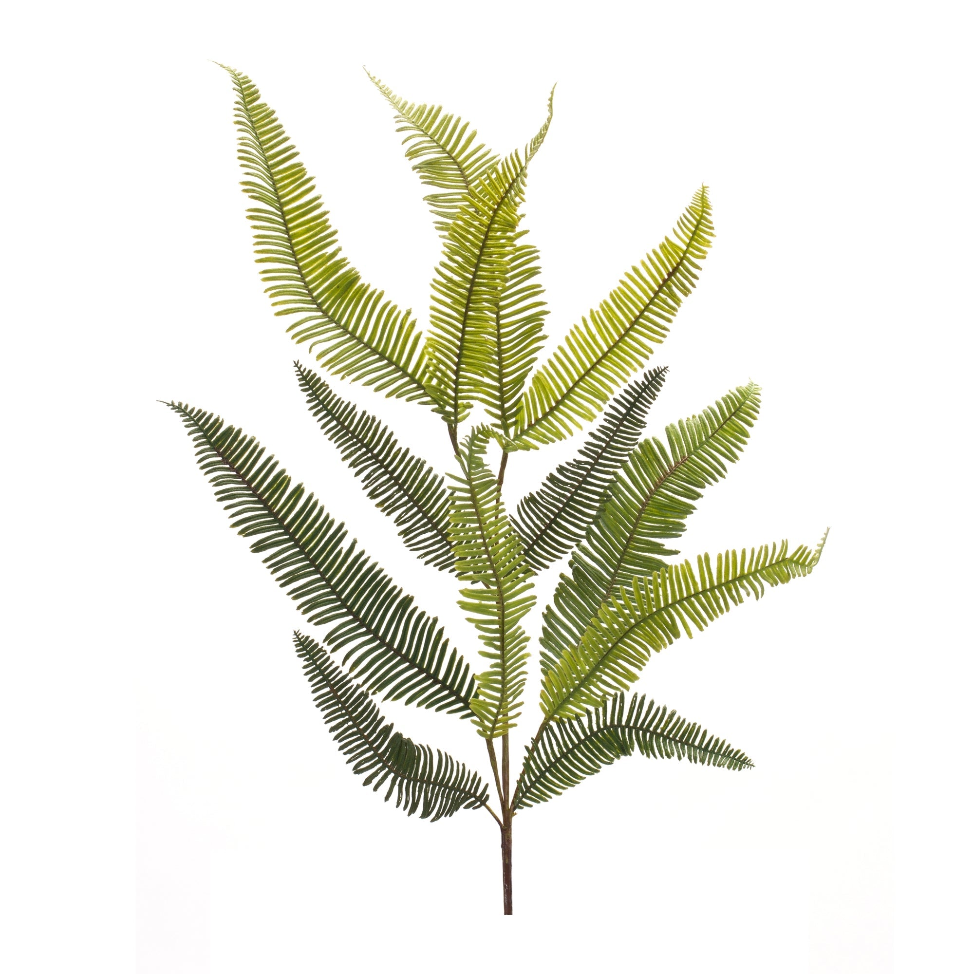 Varigated Fern Foliage Spray (Set of 6)