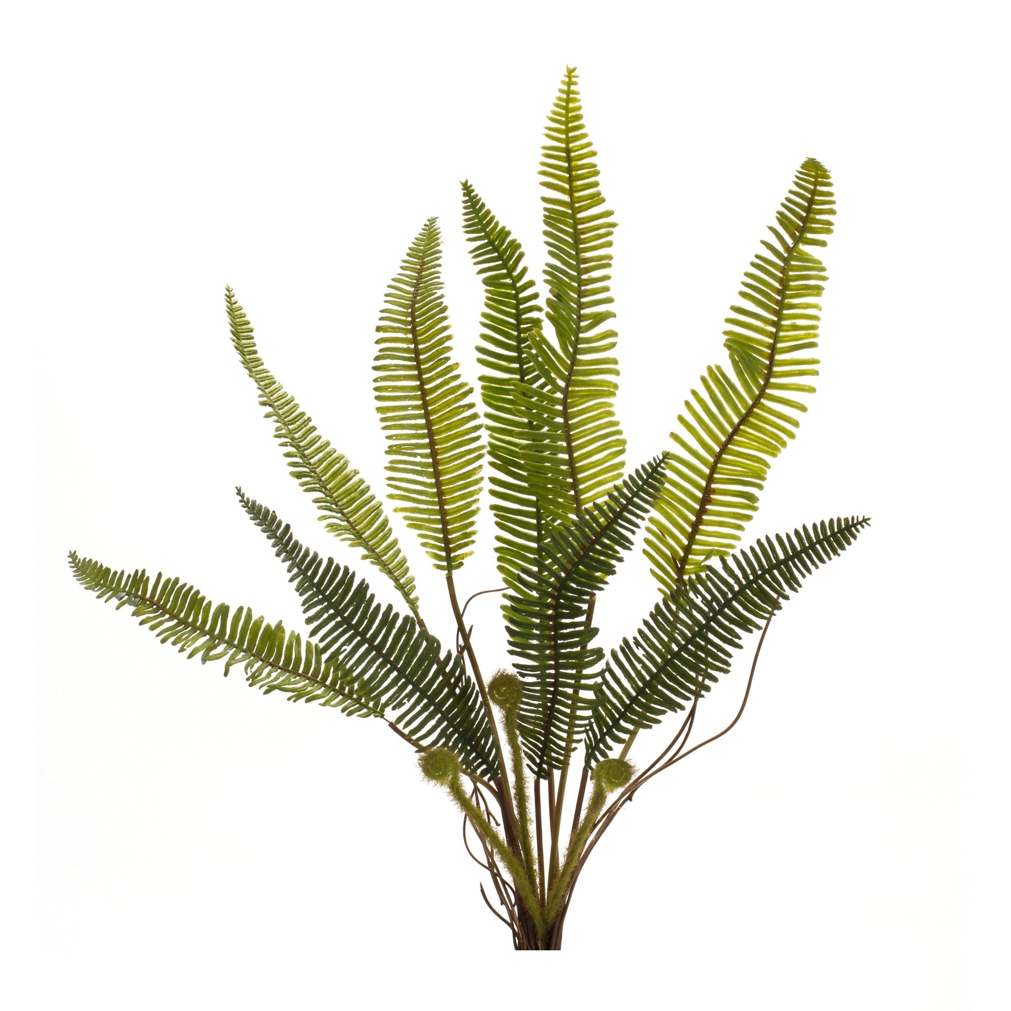 Varigated Fern Foliage Bush (Set of 6)