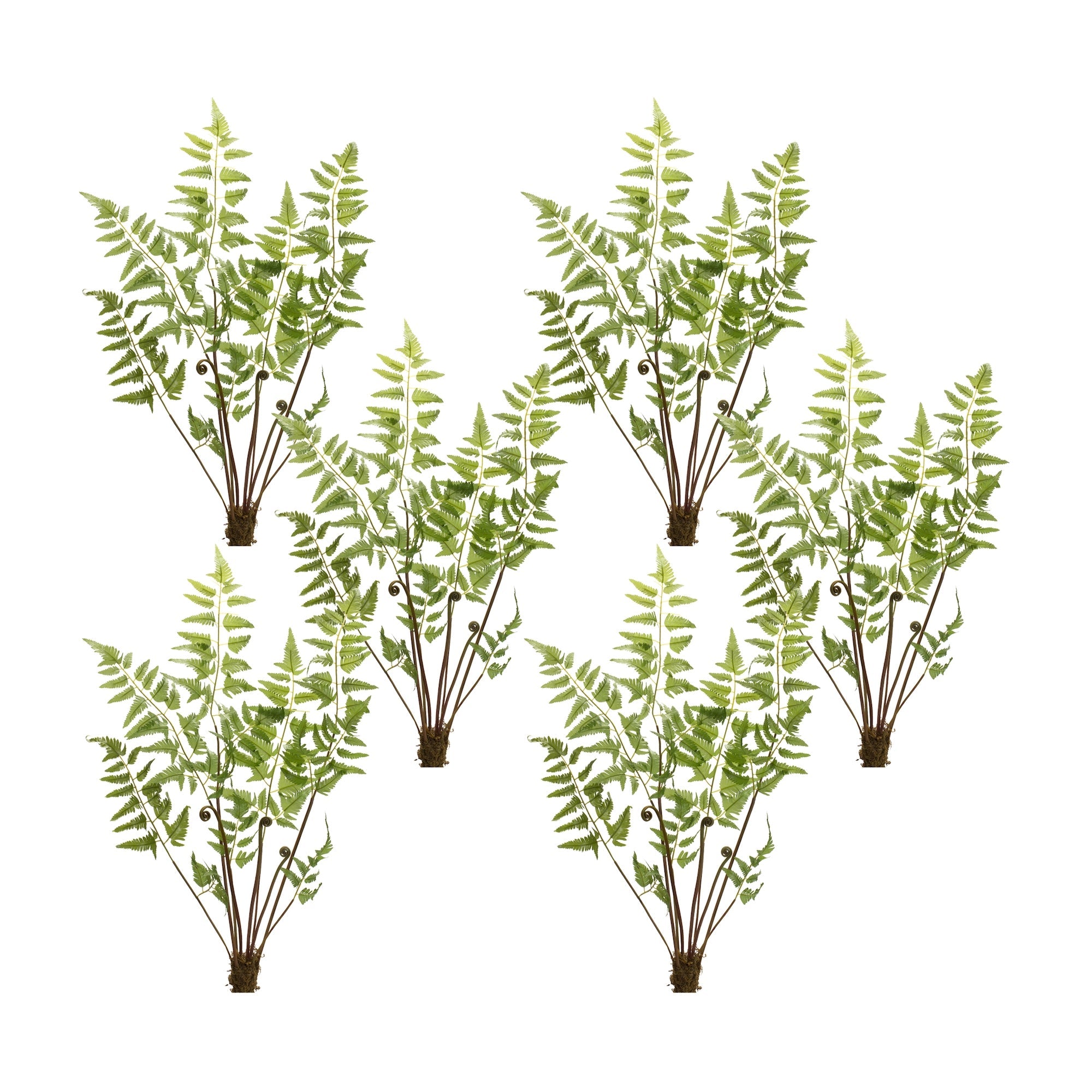 Varigated-fern-bundle-with-sprout-accents-(set-of-6)-Artificial-Flowering-Plants