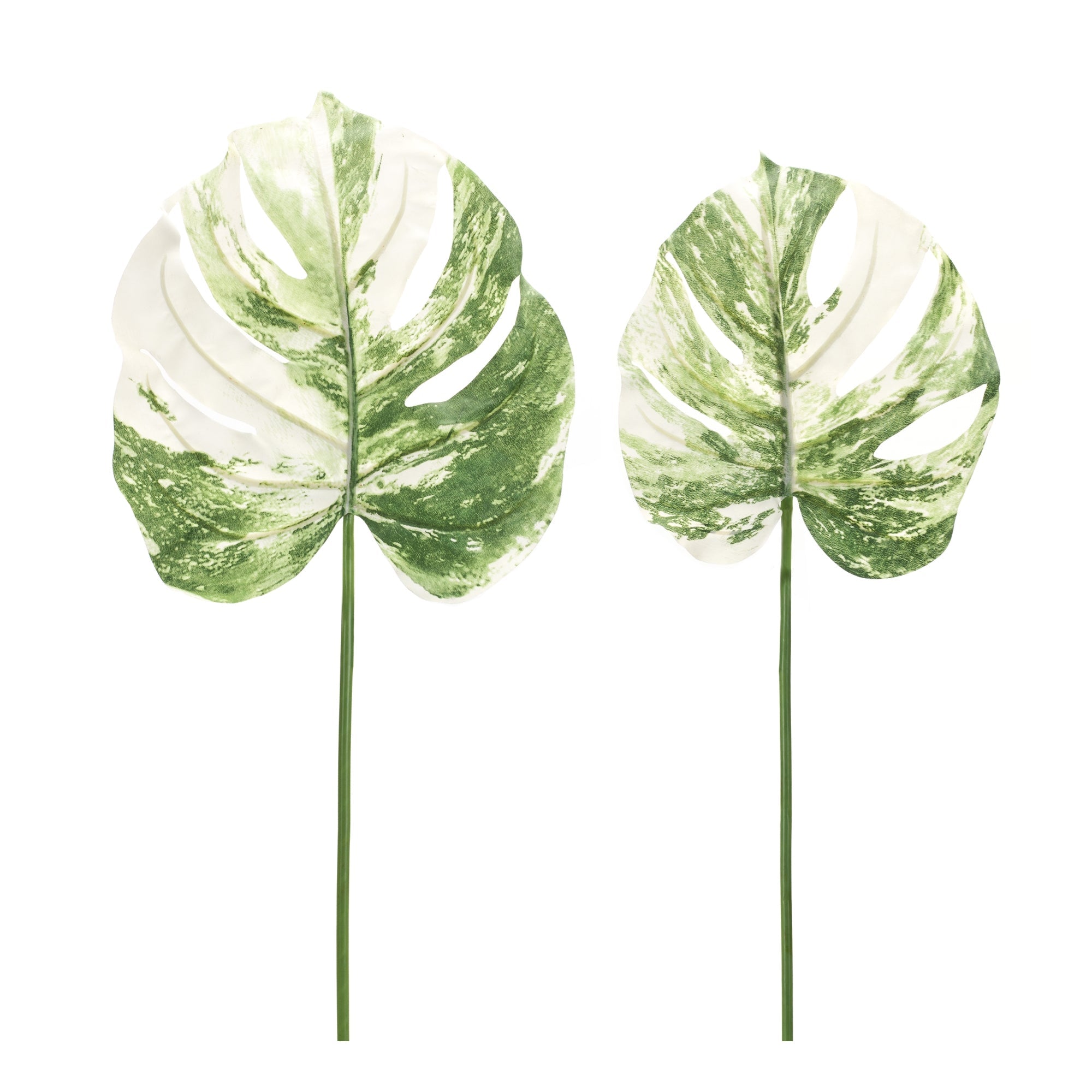 Light Varigated Philo Leaf Stem (Set of 12)