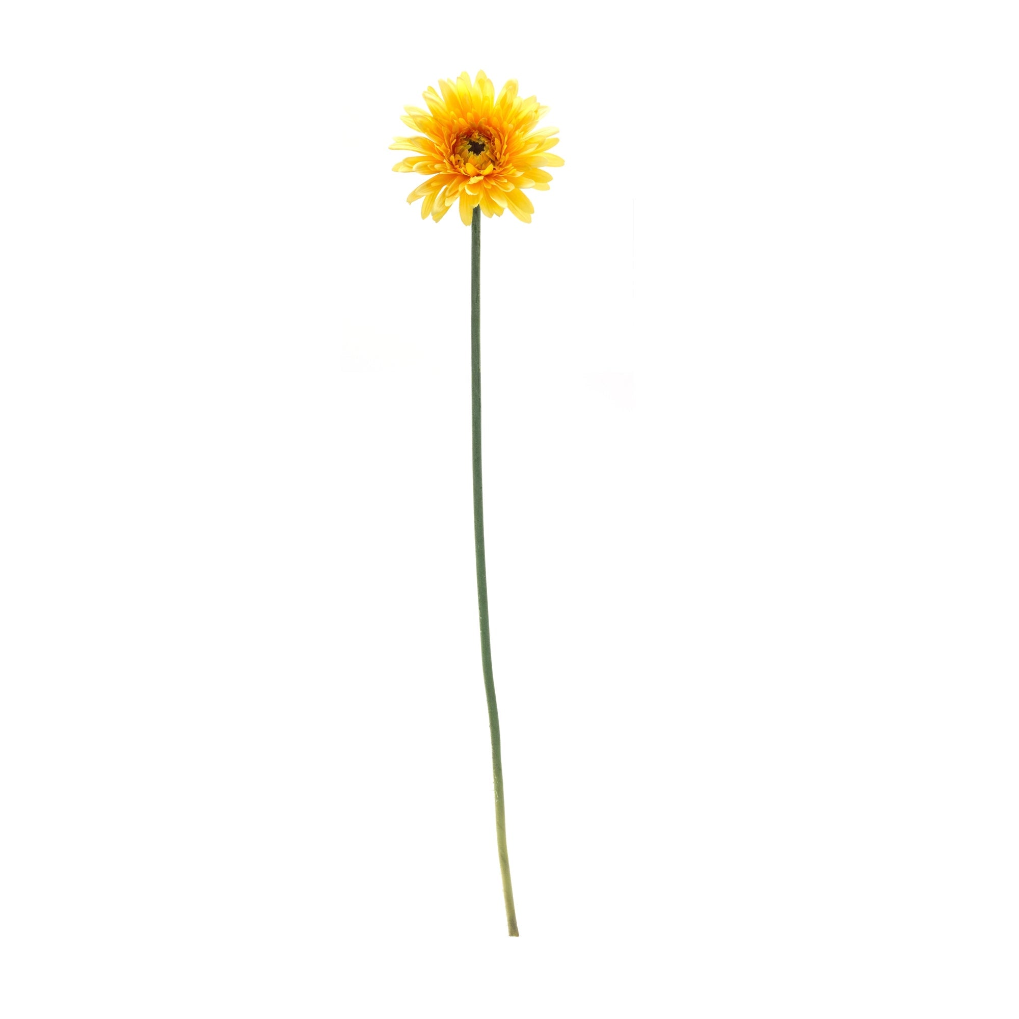 Gerbera daisy floral stem (set of 6)