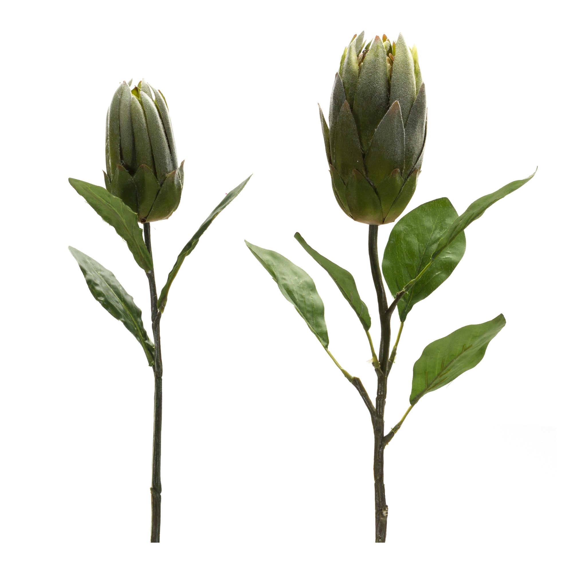 Green Protea Leaf Stem (Set of 6)