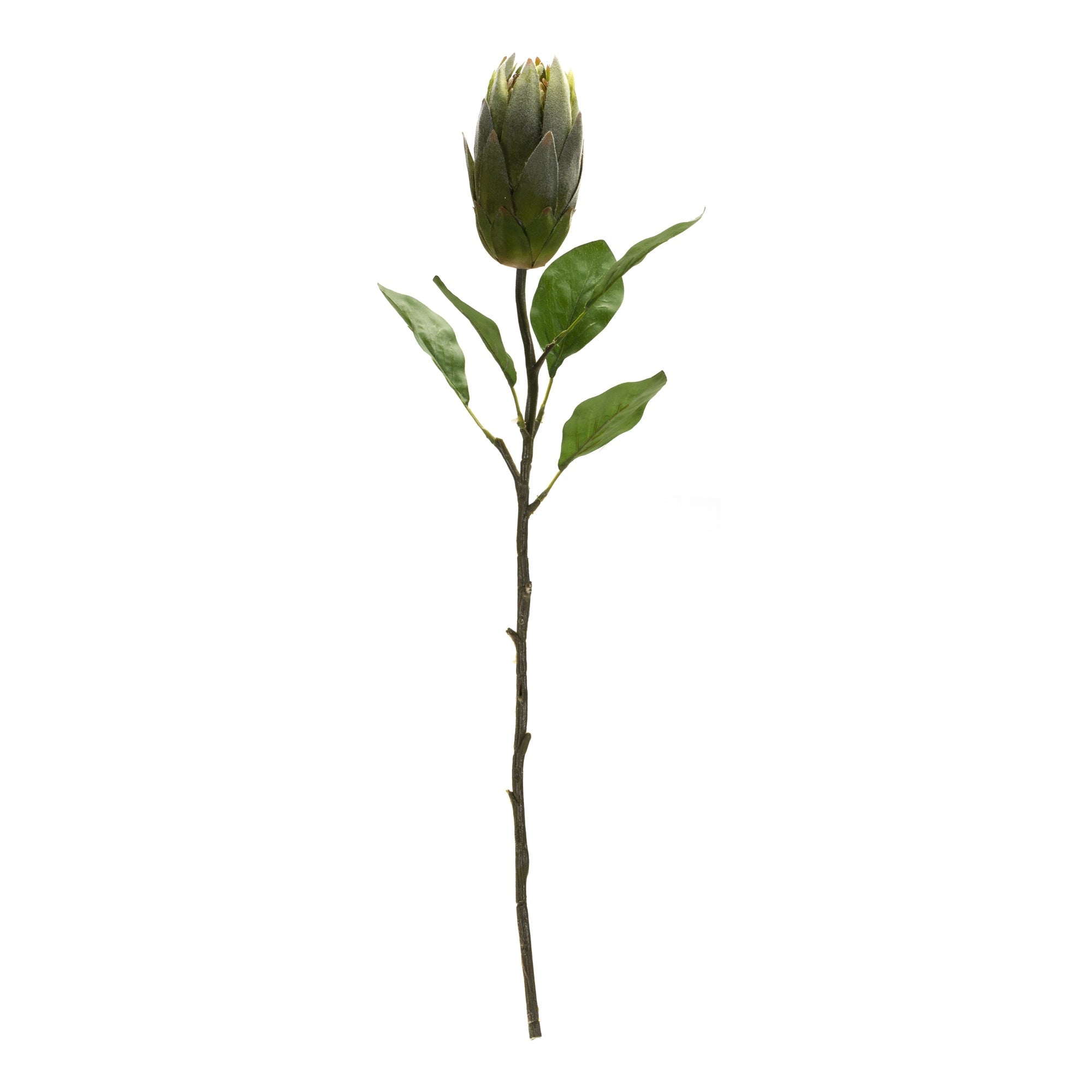 Green Protea Leaf Stem (Set of 6)