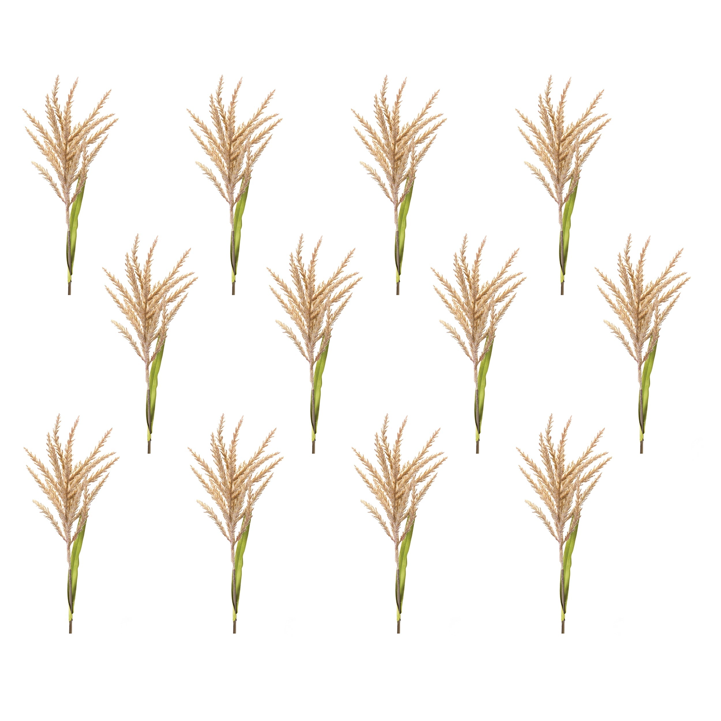 Astilbe stem (set of 12)