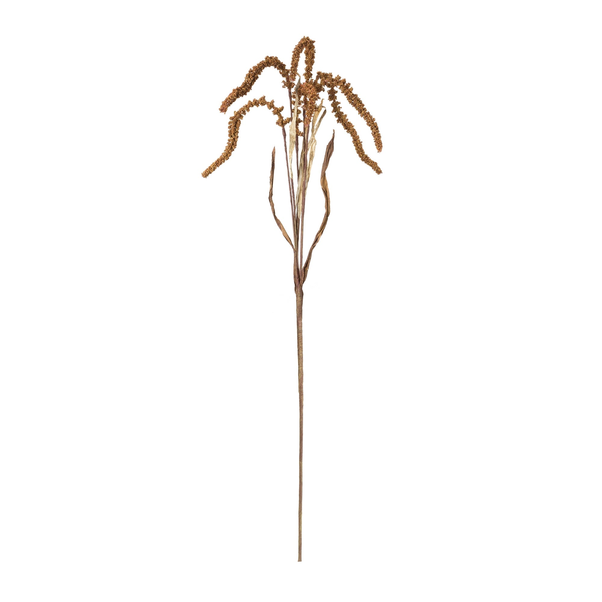 Amaranthus stem (set of 12)