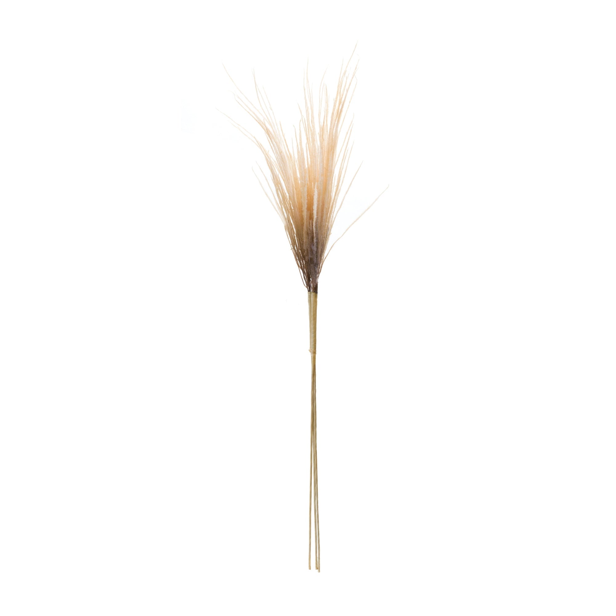Grass Plume Bundle (Set of 2)