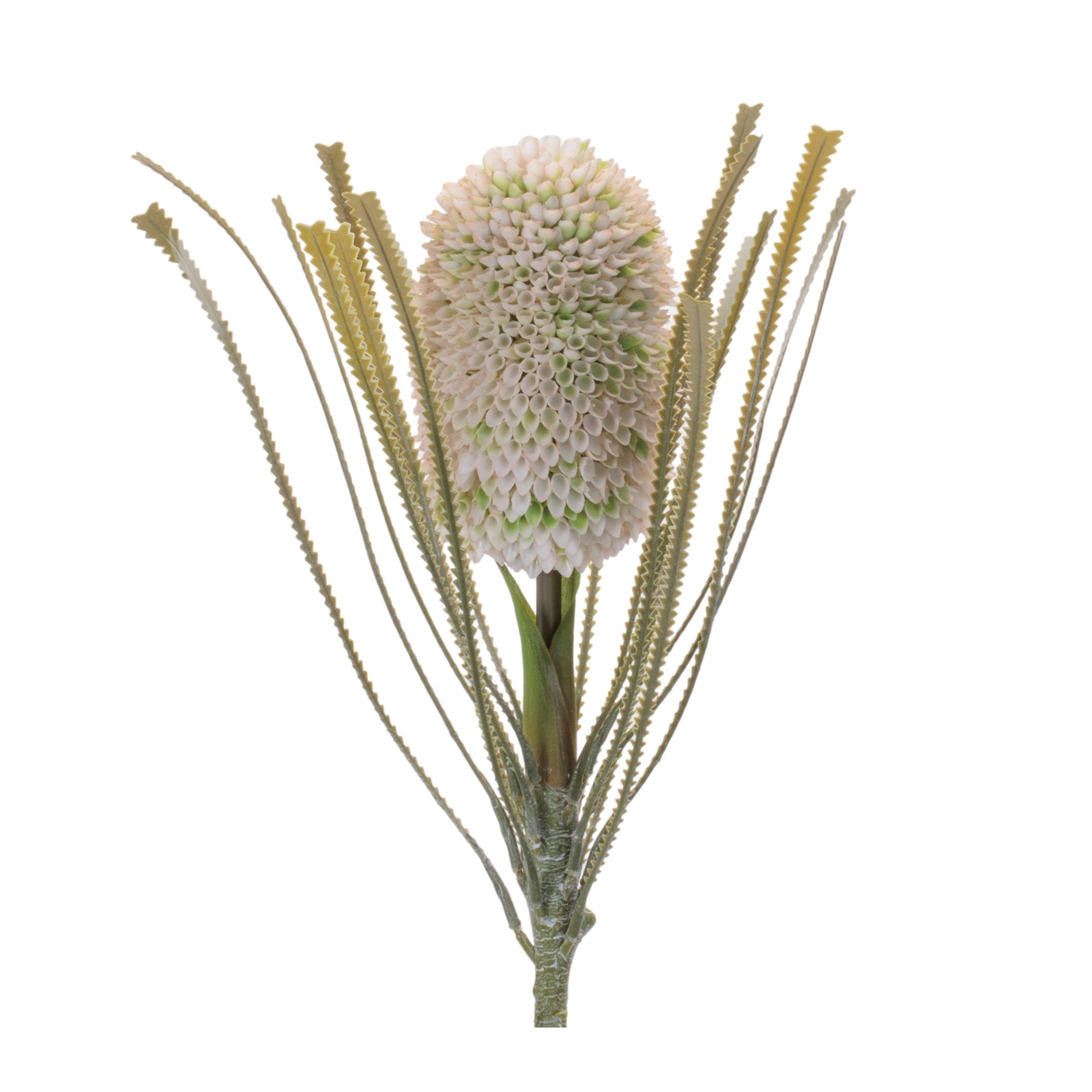 Protea Floral Stem (Set of 2)