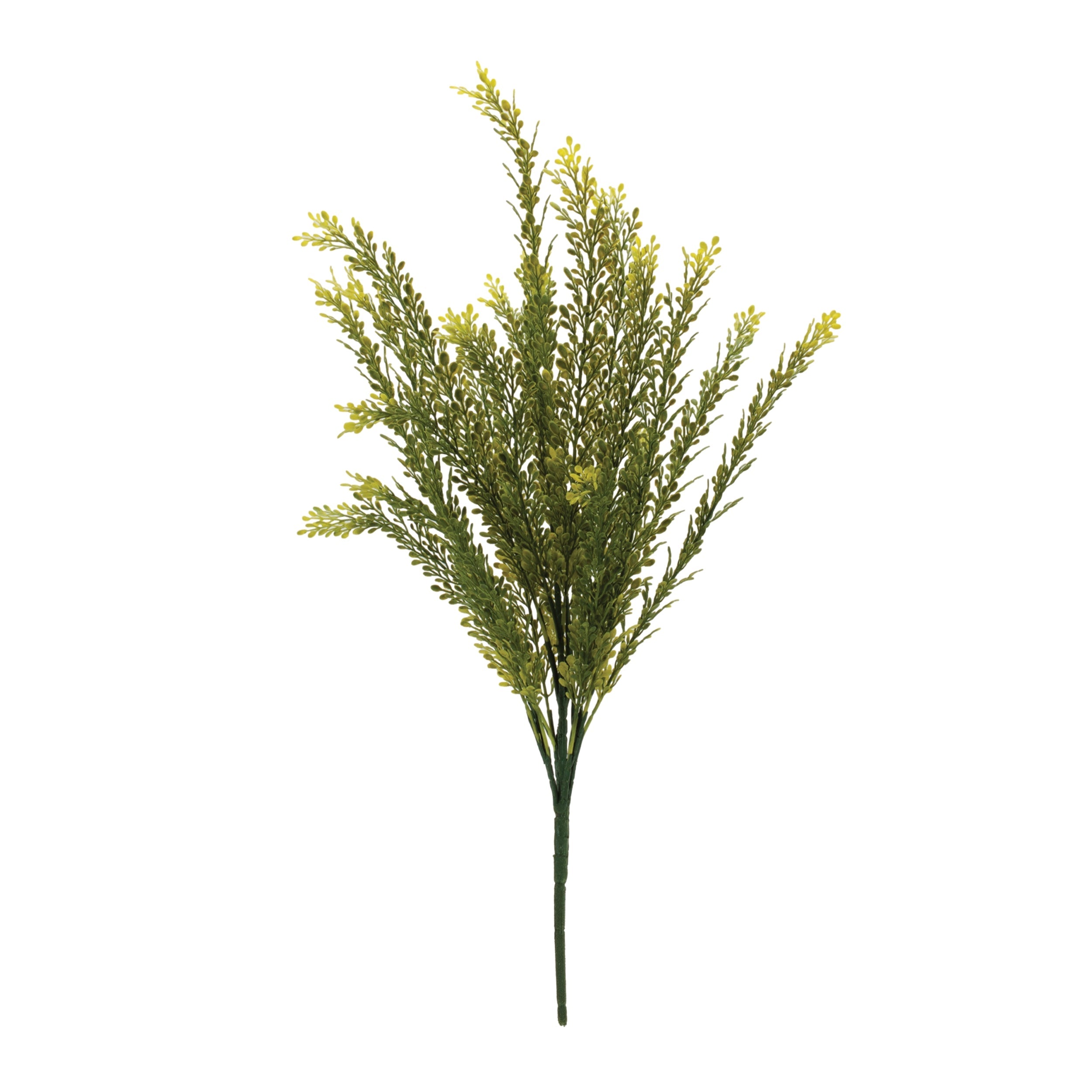 Baby Tears Foliage Bush (Set of 6)