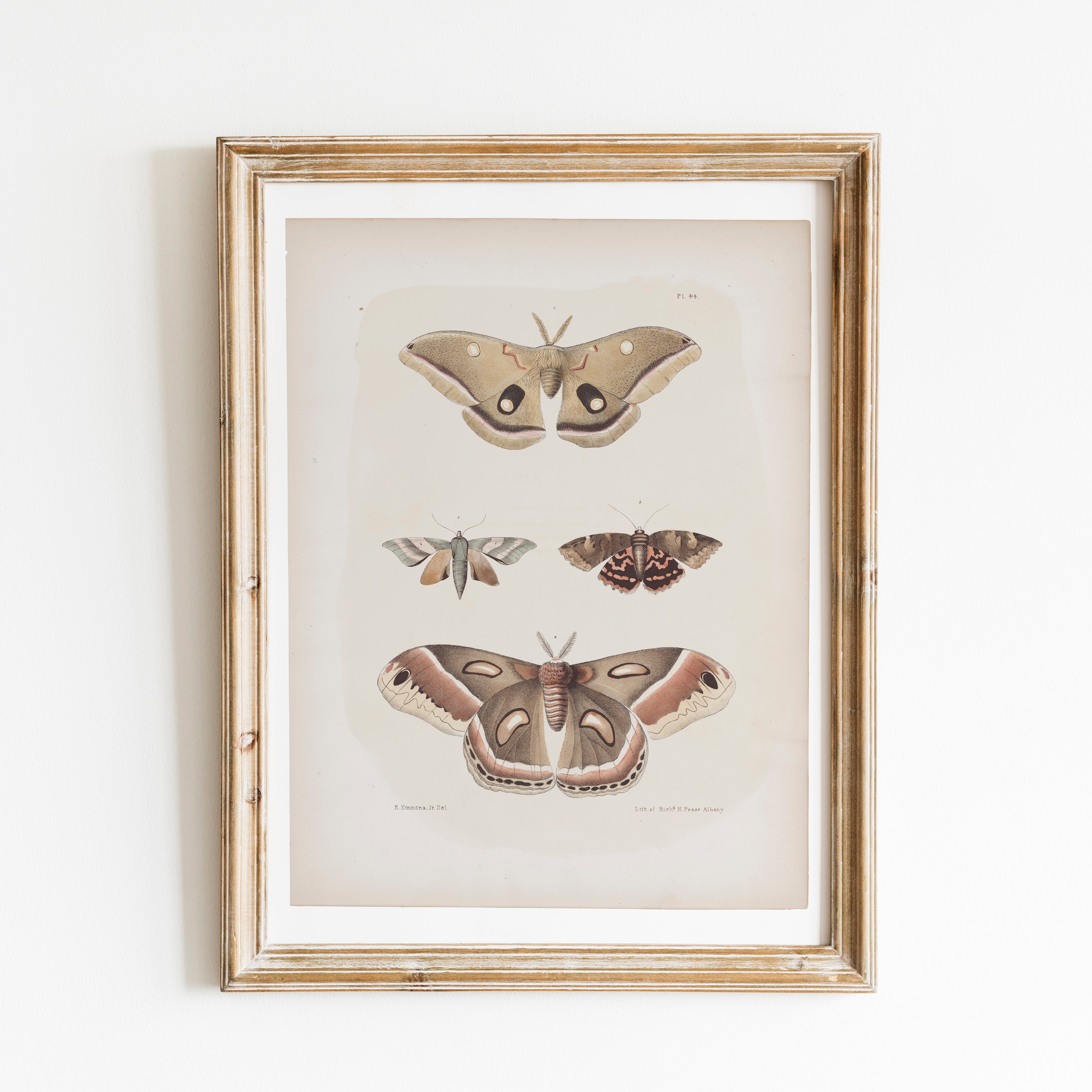 Antique Moth Illustration 16x20 Poster