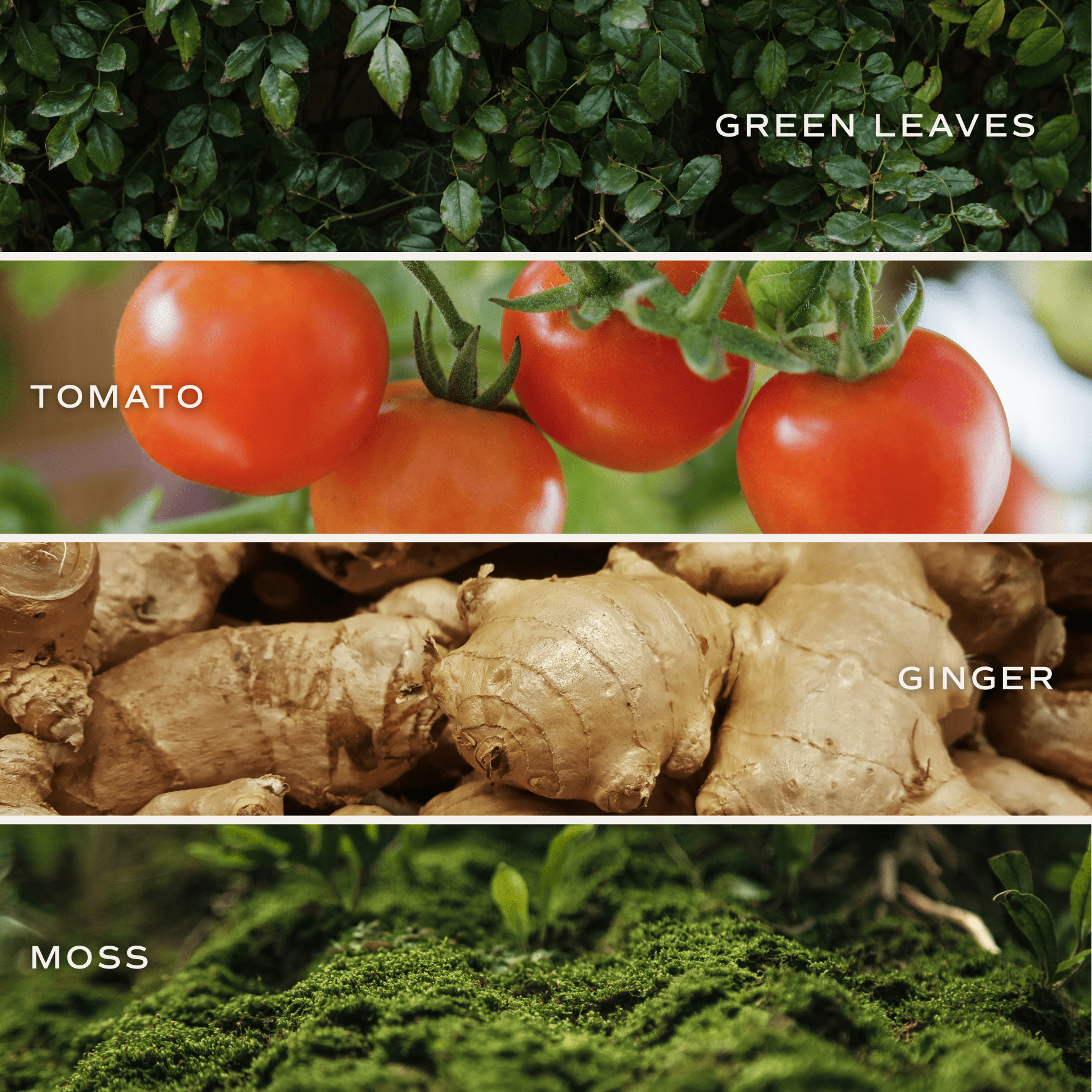 Farmers Market Soy Candle - Green Matte Jar - 15 oz