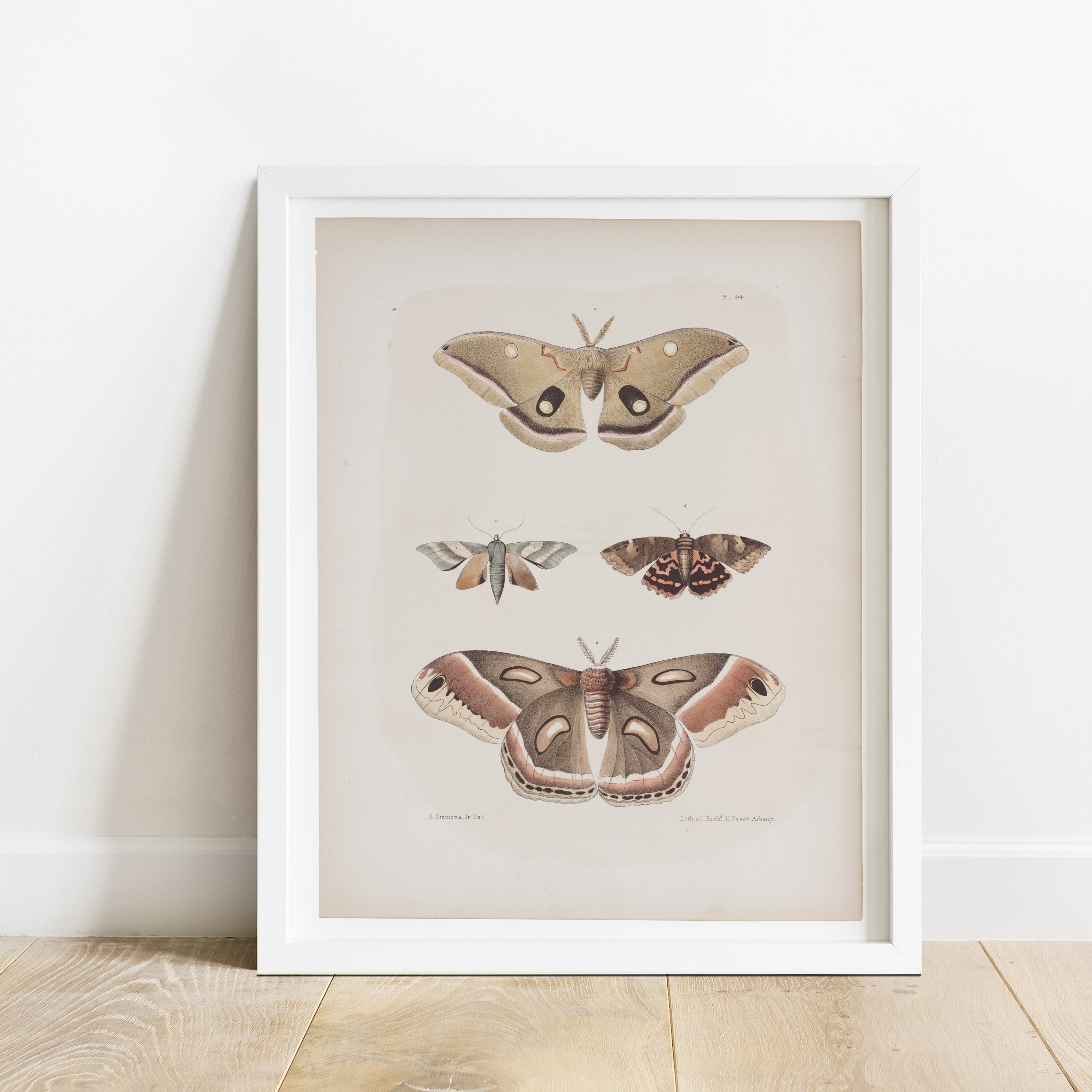 Antique Moth Illustration 16x20 Poster