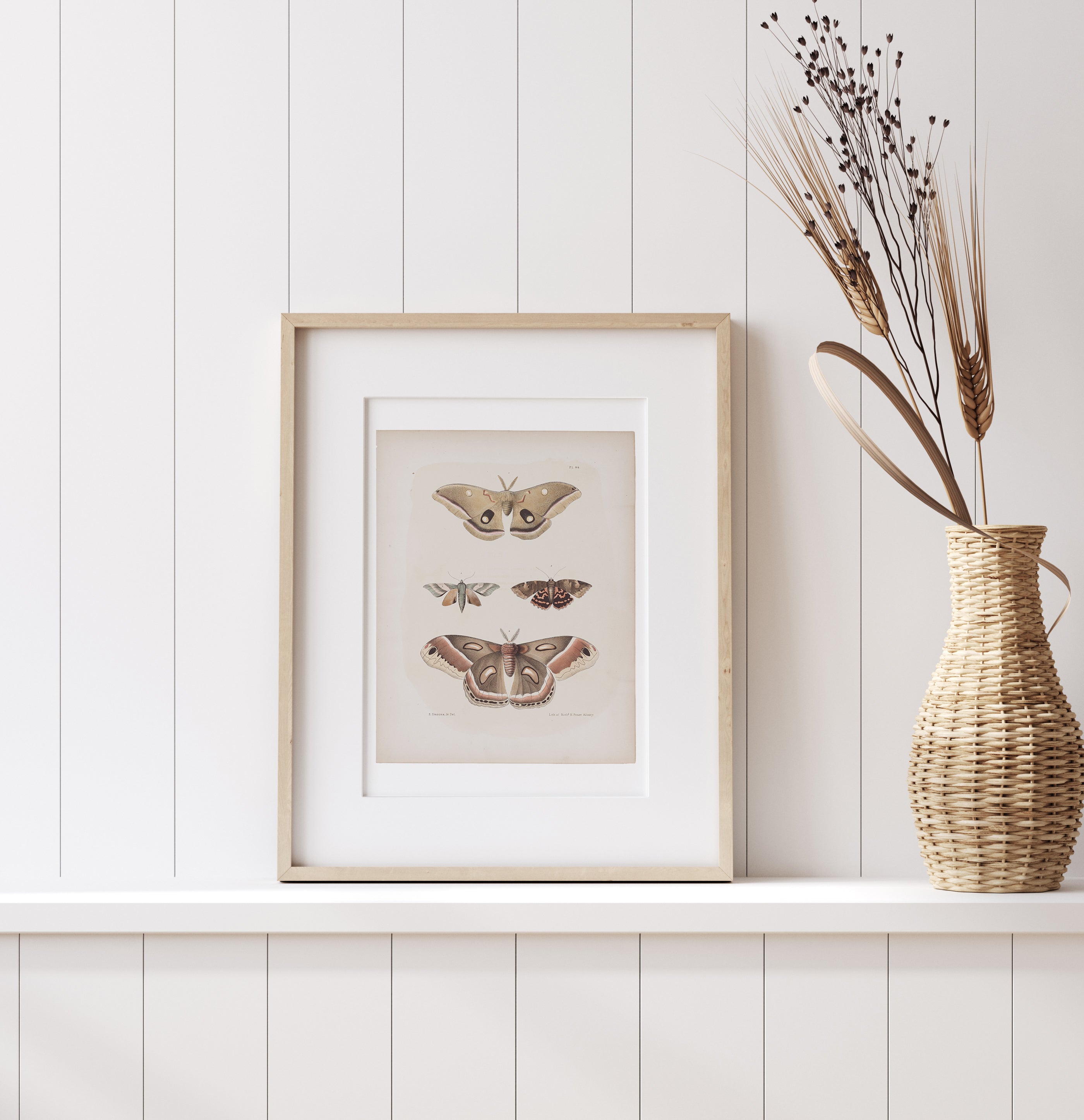 Antique Moth Illustration 16x20 Poster