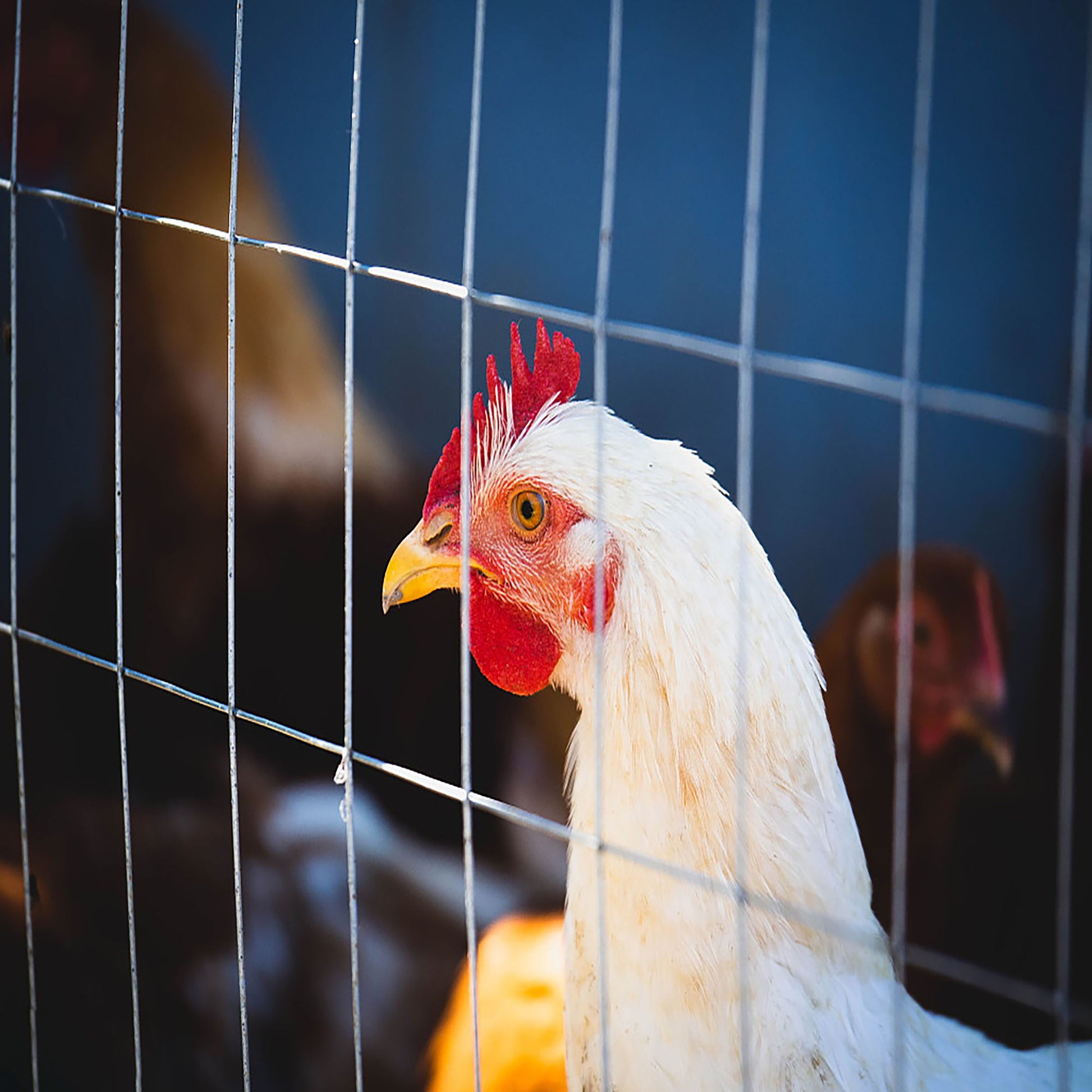Galvanized Hardware Cloth, Chicken Wire Fence Roll For Garden And Animal Enclosures - Silver - Best Buy Furniture