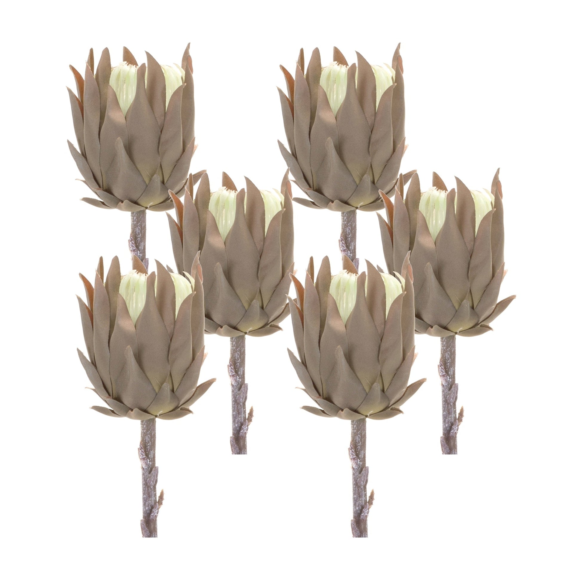 Beige-Protea-Stem-(Set-of-6)-Artificial-Flowering-Plants