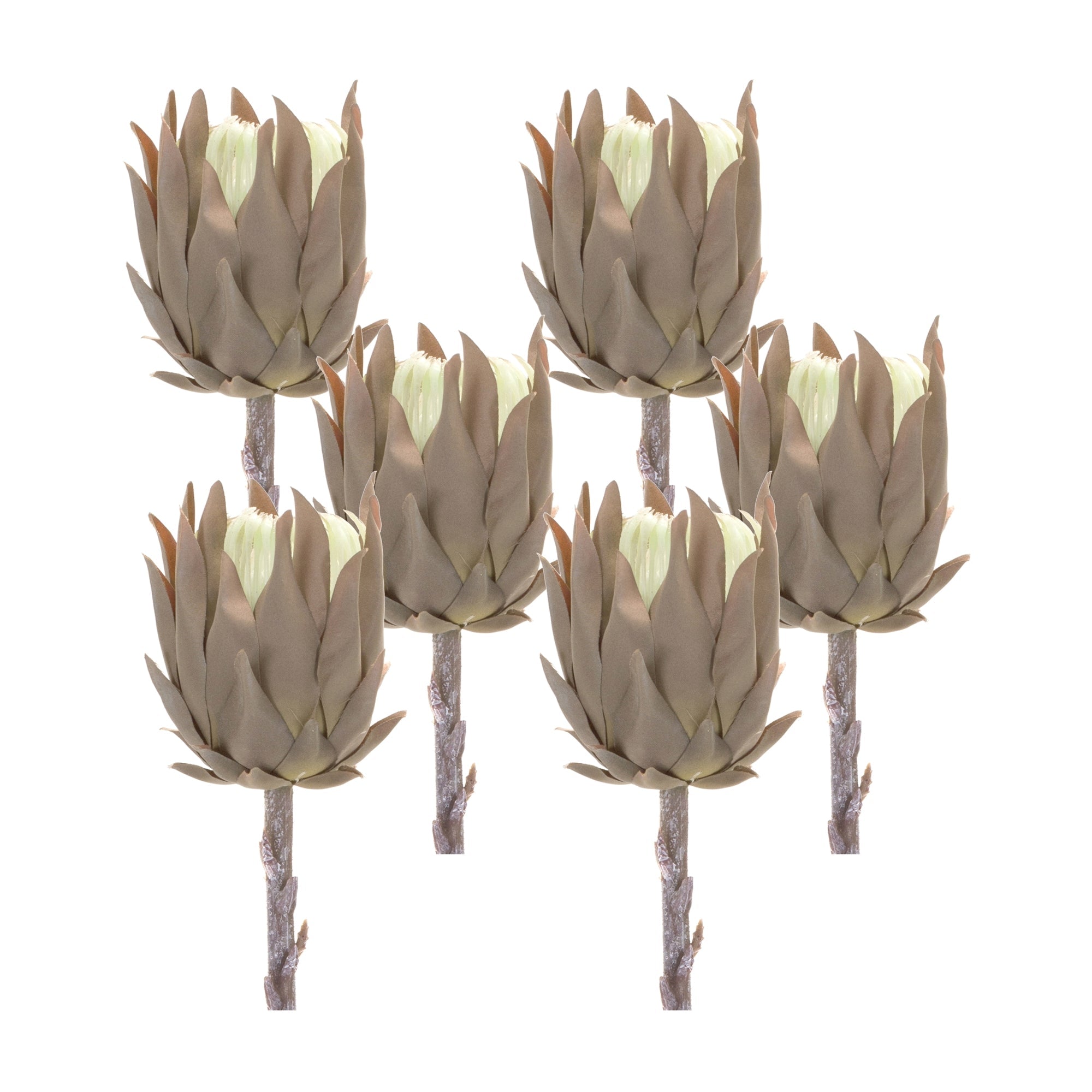 Beige-Protea-Stem-(Set-of-6)-Artificial-Flowering-Plants