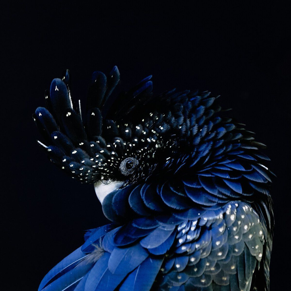 Red-tailed Black Cockatoo By Getty Images