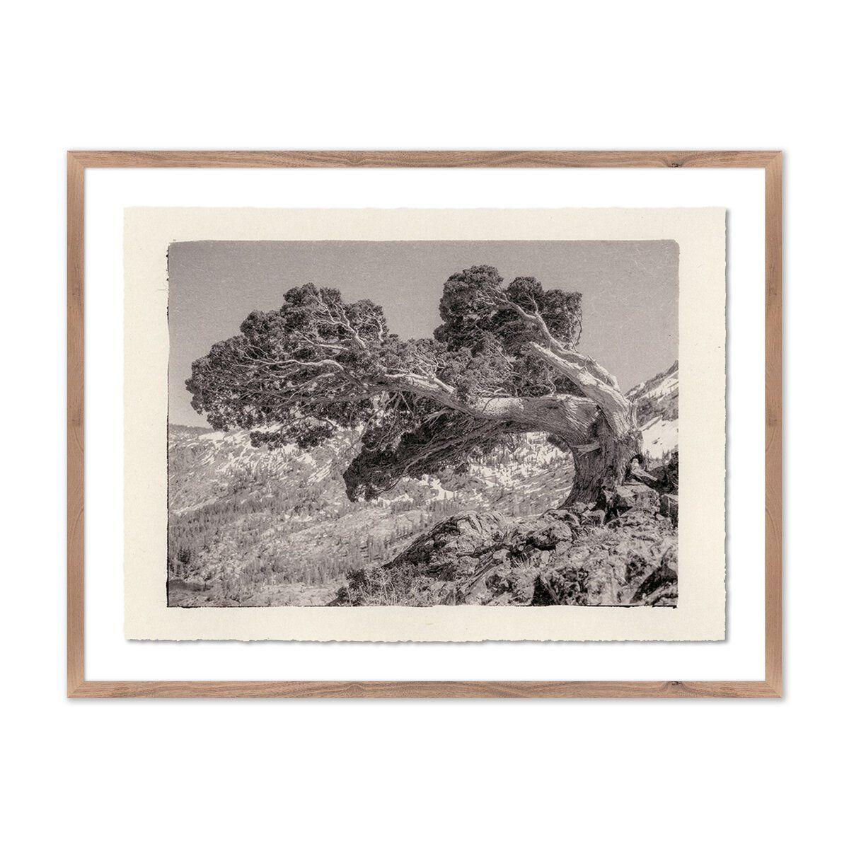Juniper Gampi By Platinum Revival