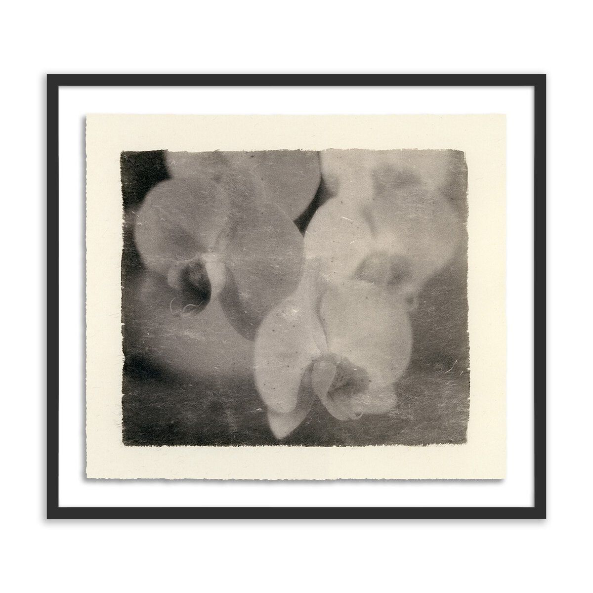 Orchids By Platinum Revival