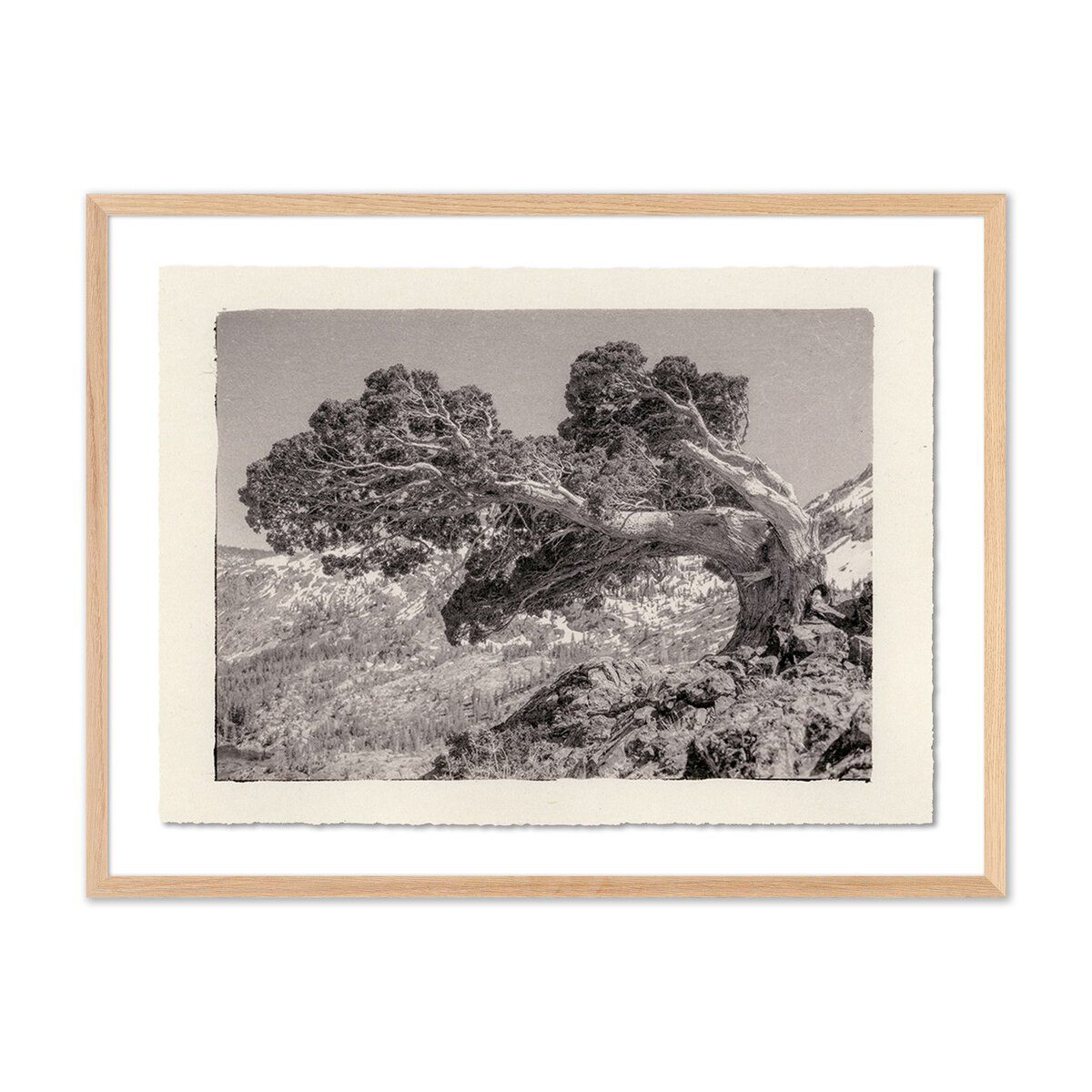 Juniper Gampi By Platinum Revival
