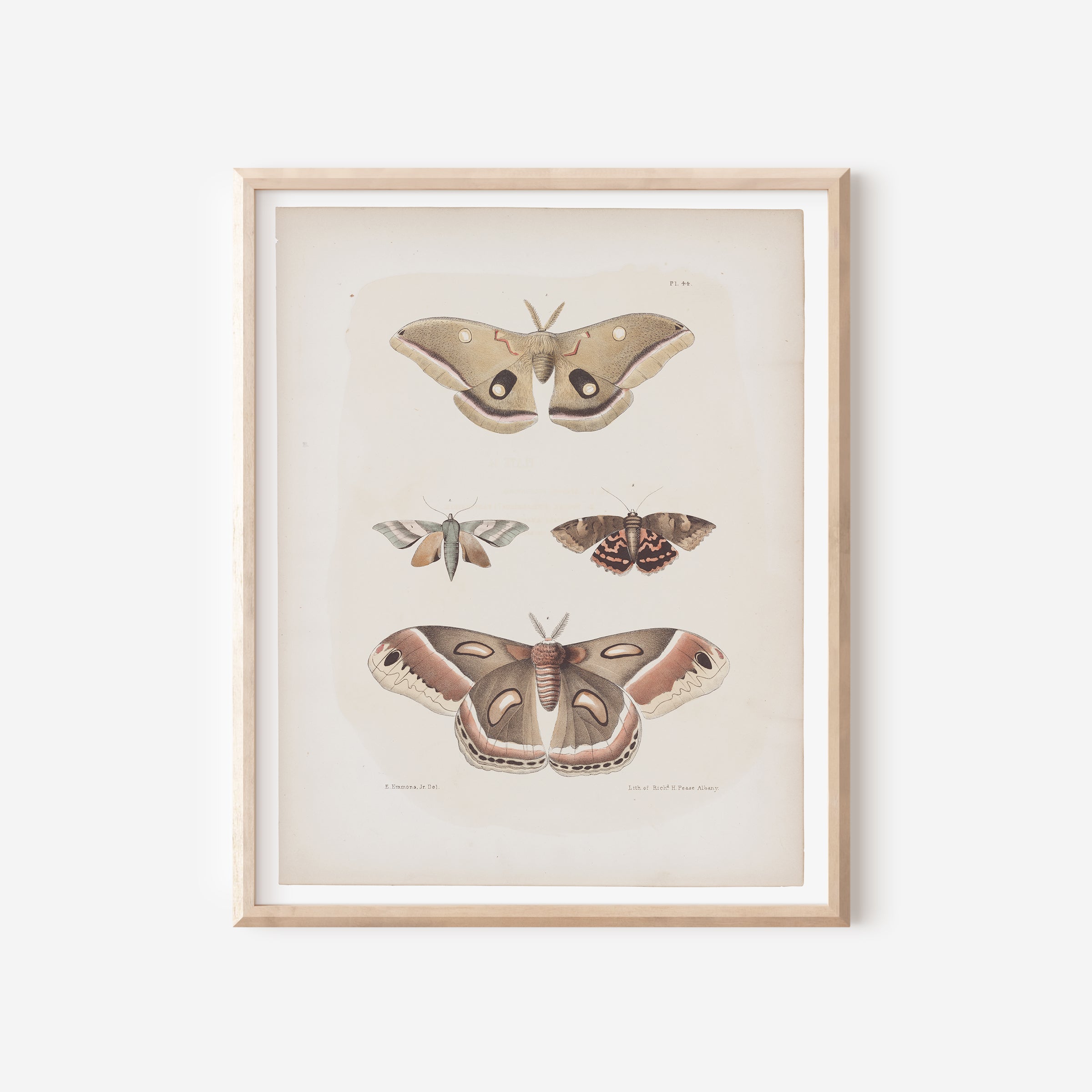 Antique Moth Illustration 16x20 Poster